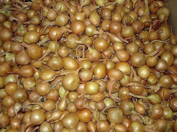 Как вырастить большой лук: секреты весенней посадки и ухода