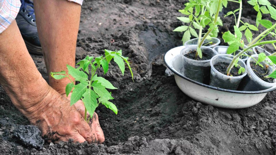 Как сибирские огородники получают рекордный урожай помидоров