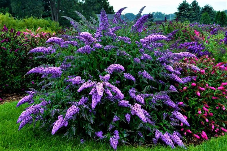 Буддлея: цветущий красавец, который изменит ваш сад