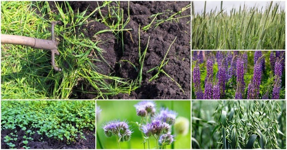 Природные зеленые помощники: как растения могут преобразить вашу почву