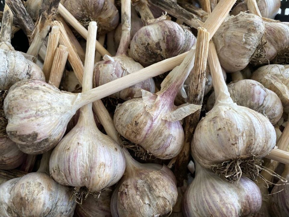 Осенние секреты успешной посадки чеснока: советы для дачников