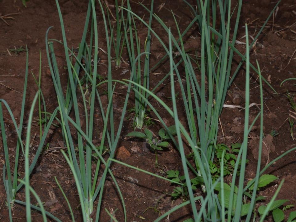 Лук-шалот: секреты быстрого роста и защиты от вредителей