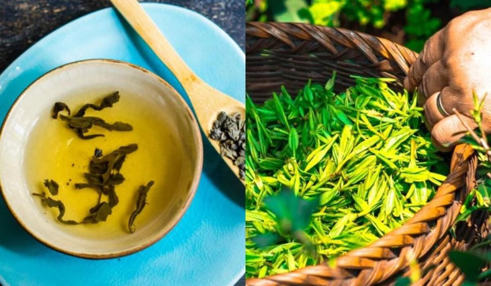 Используйте зеленый чай для удобрения и преобразите свой сад