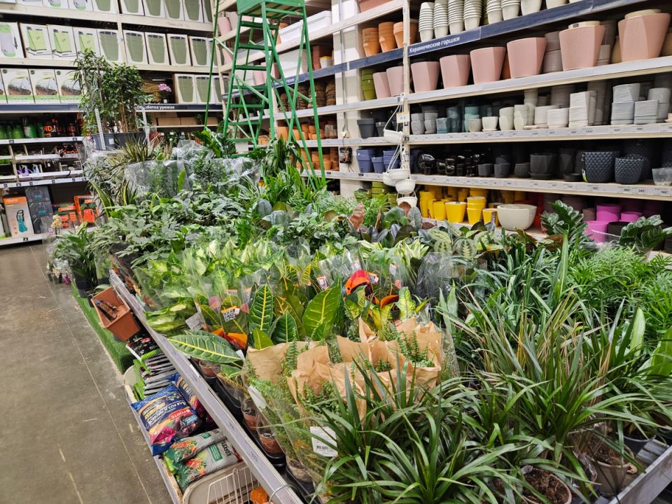 Откройте для себя мир необычных комнатных растений: простота в уходе и яркие цвета