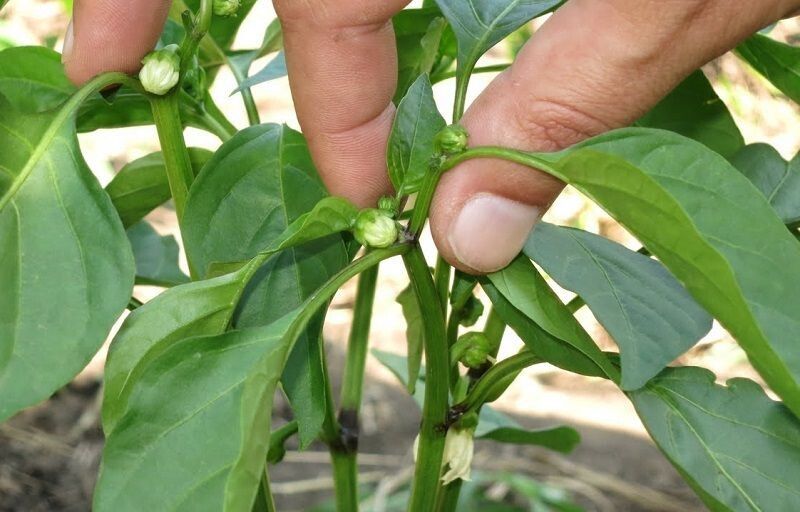 ��� �������� ������������� ������ �����: ������� ��������� �����