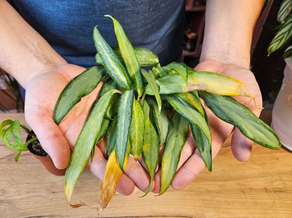 Почему аглаонема теряет свои листья: разбор проблем пересадки