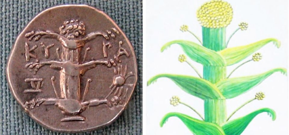 Тайна исчезнувшего растения любви