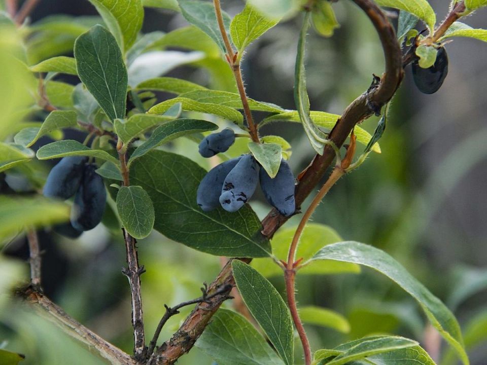 ��� �������� ��������� �� ���������� � ��������: ������ ���������