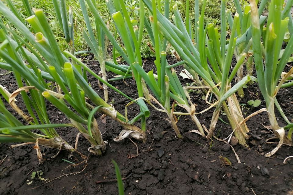 5 ���������� �������� ��������� ����������� ���� �� ������: ������� ��� ���������