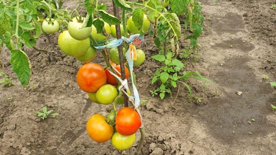 ������ ����� ������� ��� ��������� ������: ��� �� �������������� � ������