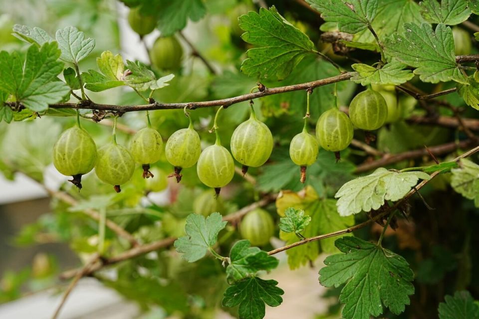 ������ - ����� ������������ �����������