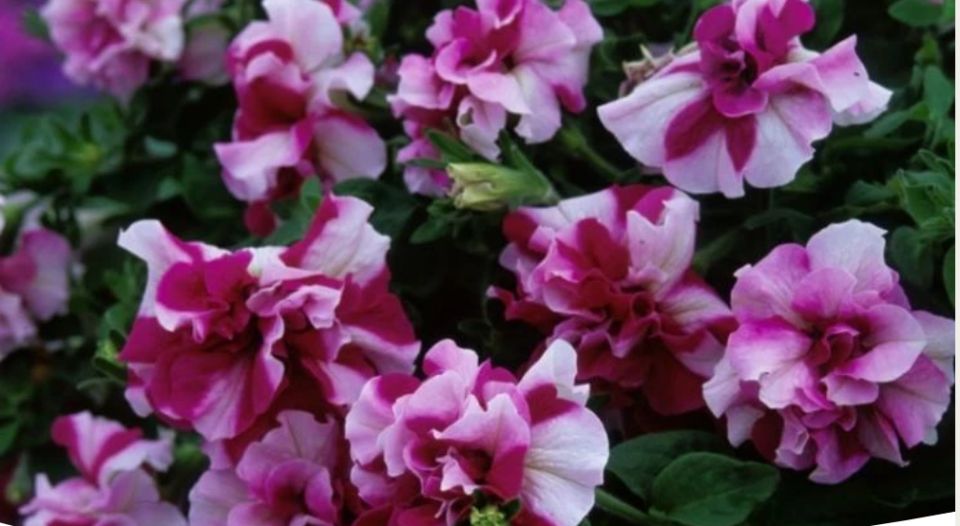 ������������ �������: ����� ������ �� ��������� ������