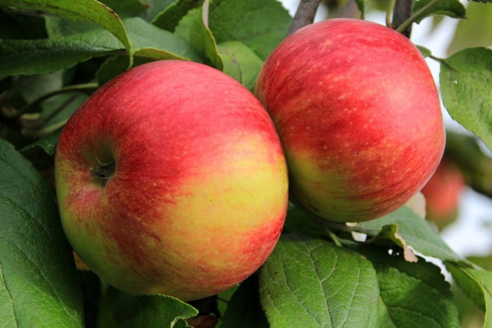 ������ ������� ������ � ����: ��� �������� ��������������� ������