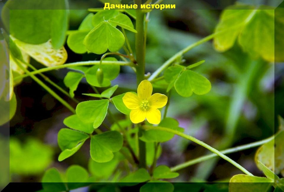 ����������� ���������: ��������, ������� ����� ��������� ��� �������