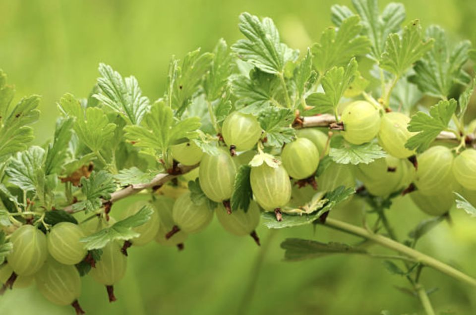 ��������� ������� ���������� ��� ������������� ������