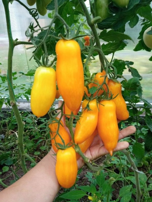 ����� �������� �����: ��� ��������� ��������� ����� ��� ����� ����