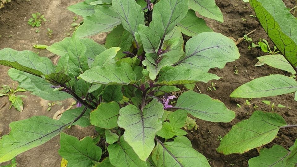 ����� ������ ��� ����������� ����������, ������� ������ ����� �� ������