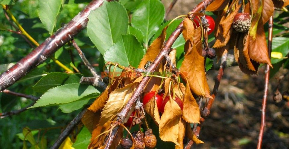 ������� ��� �� ���������: �������, ������ � ���������� �����