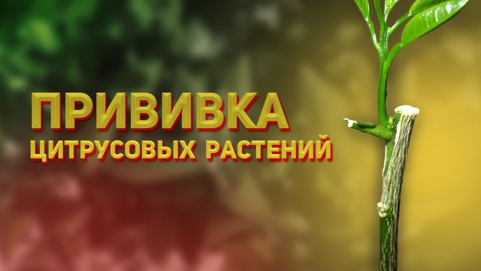 Как привить цитрусовые: пошаговое руководство для домашних садоводов