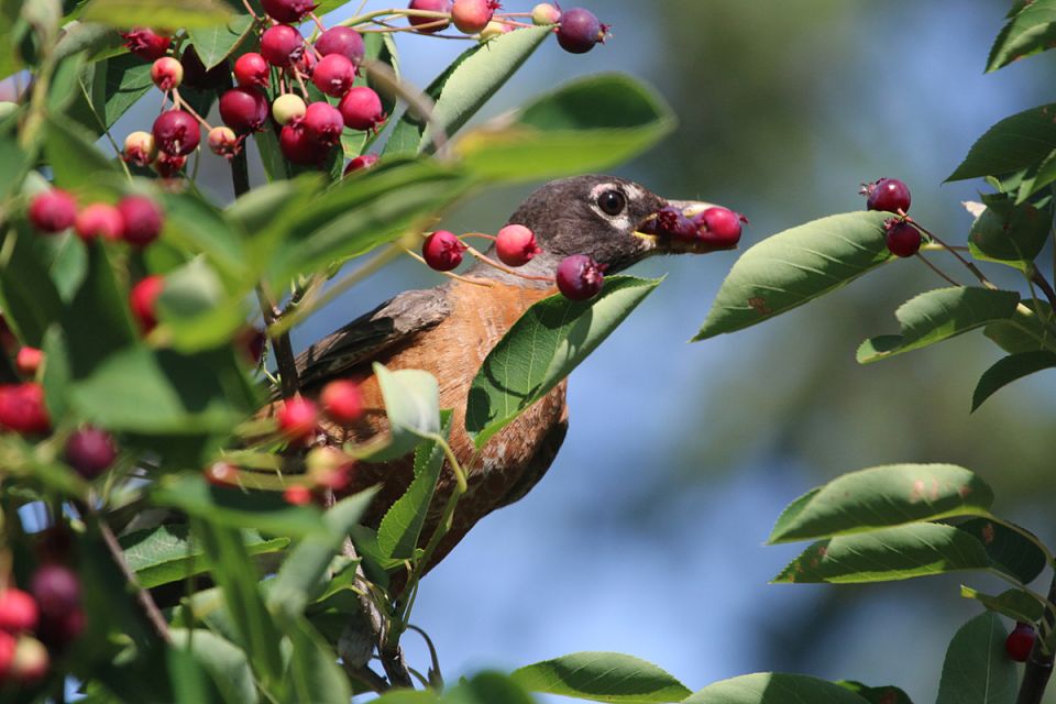 ��� �������� ������: ������� � ����������� ������ ������ � �������