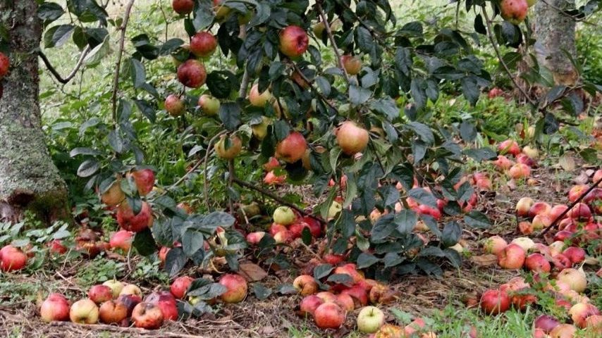 Горы упавших плодов стали ресурсом: как превратить проблему в пользу сада
