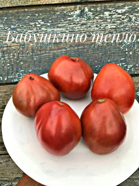 Томат Бабушкино тепло: как вырастить крупные и сладкие плоды на своем участке