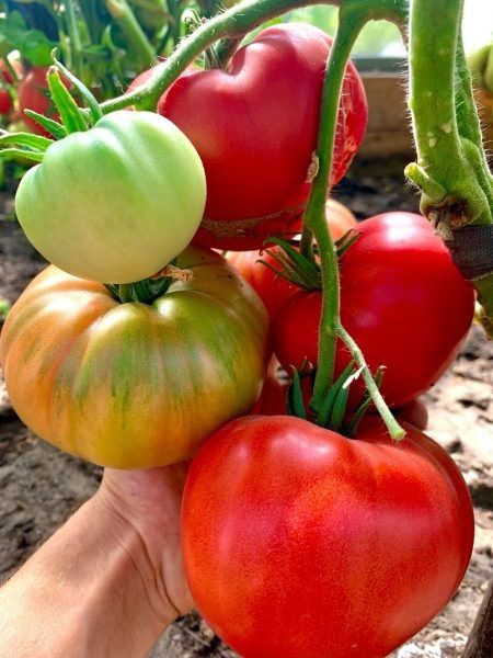 Иранское чудо: крупноплодный томат для теплицы с насыщенным вкусом