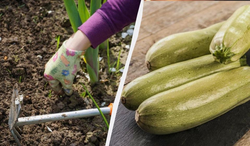 Как выбрать простые подкормки для кабачков на месте посадки и получить крупные плоды