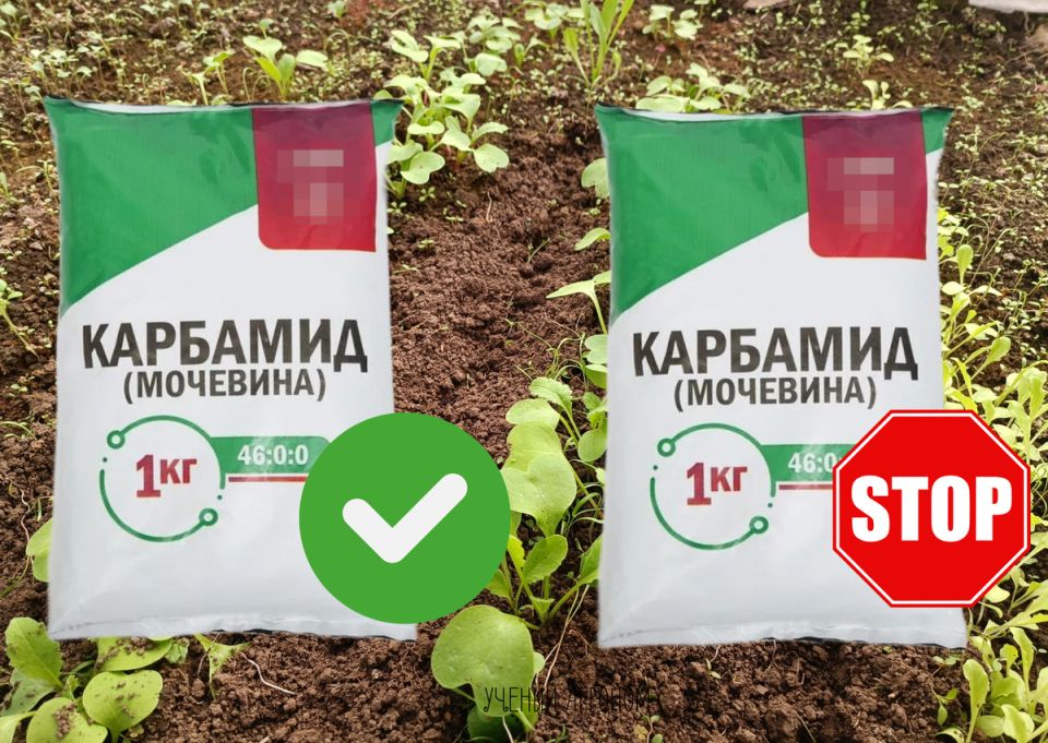 ����� �������� ��������, � ����� ������: ������� ����������� ����������