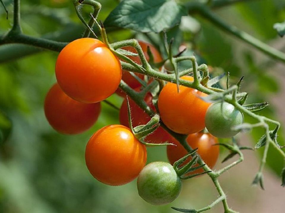 Неподходящие продукты для ваших помидоров: что запрещено использовать