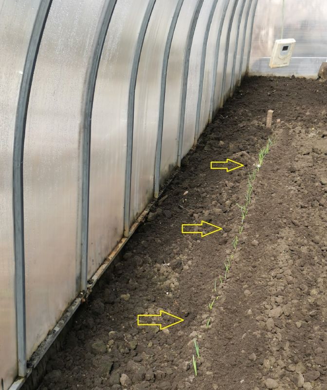 Новый подход к озимому луку: секреты успешной посадки в теплице