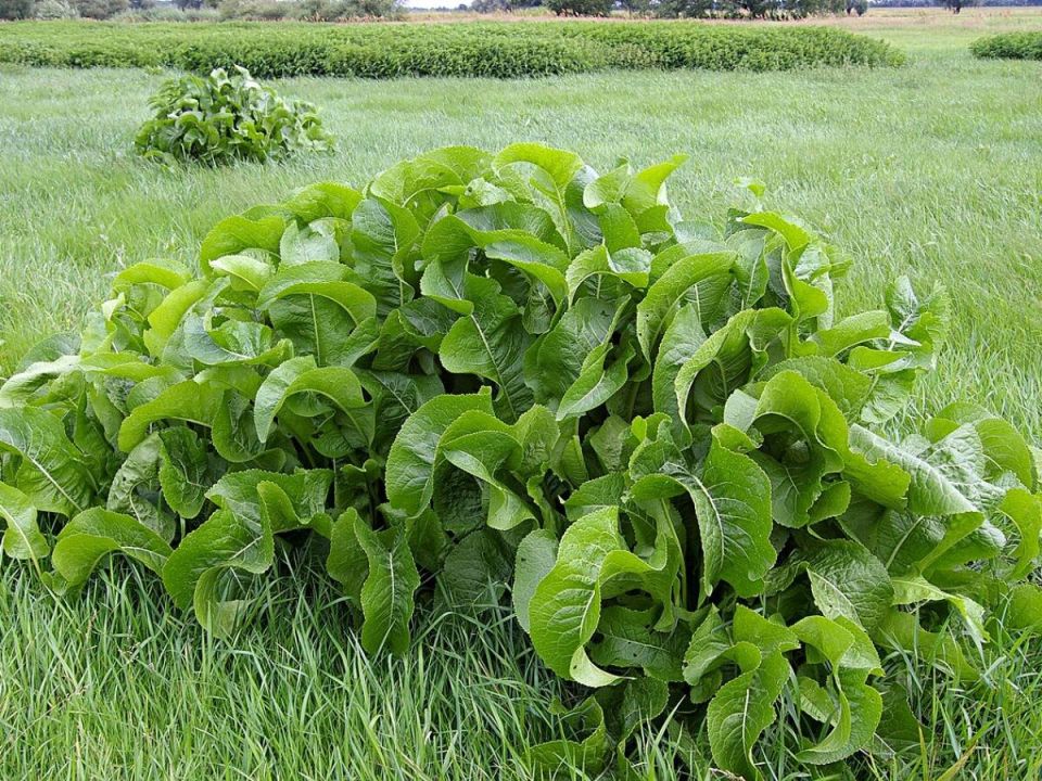 Как навсегда распрощаться с хреном на вашем огороде