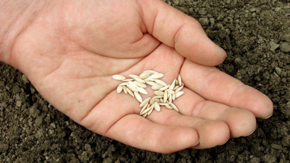 Умные дачники: как сократить расходы на семена огурцов в два раза