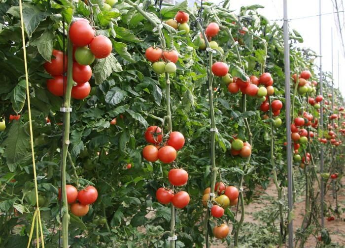 Почему томаты в теплице созревают медленно и как это исправить