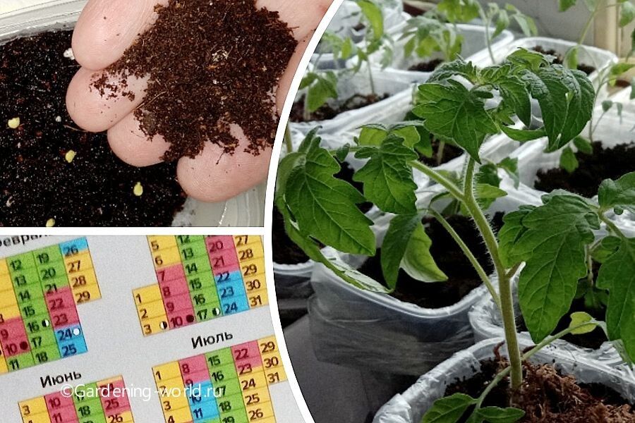 ��������� ����� ��� ������ �����: ������� �������� �������