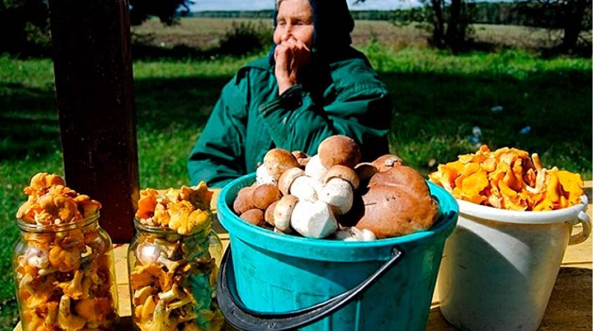 Грибы с рынка: риски, о которых стоит задуматься