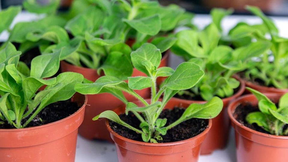 �������� ����������� ������� �������: ������� � ������ ��� ����������