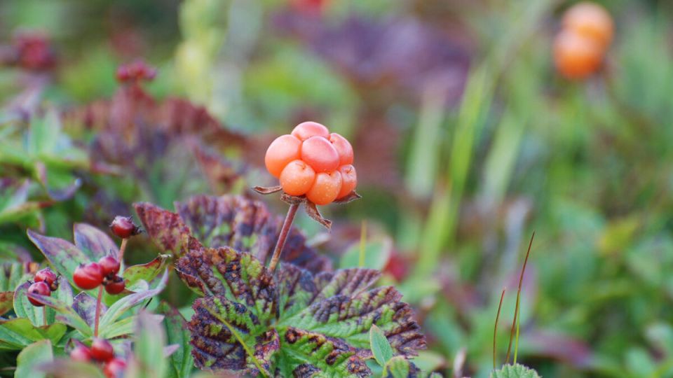 ��� ��������� �������: ������� ��������� ����� �� ���� ������������ ������