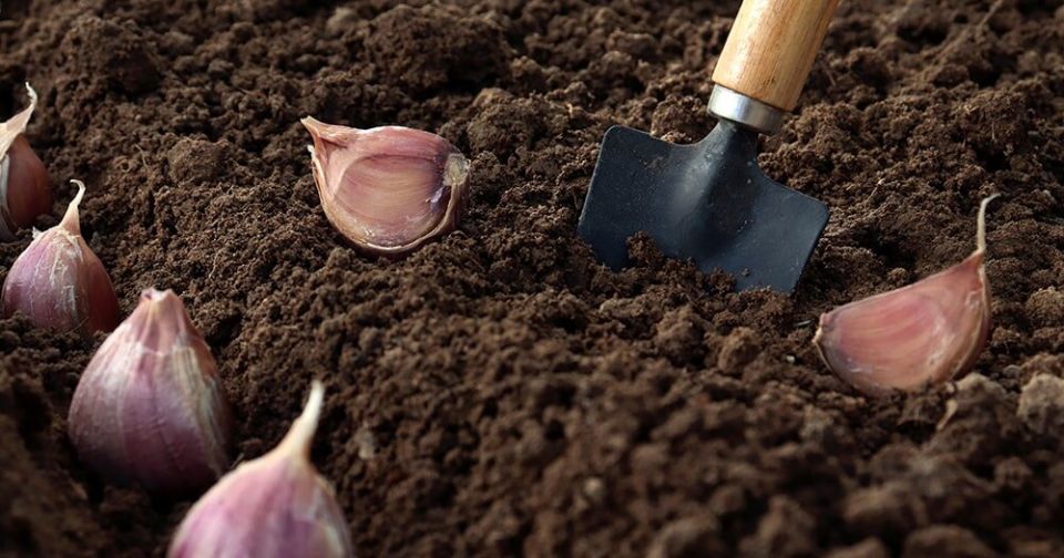 ����� ������� ������� �������: �������, ����� � ����