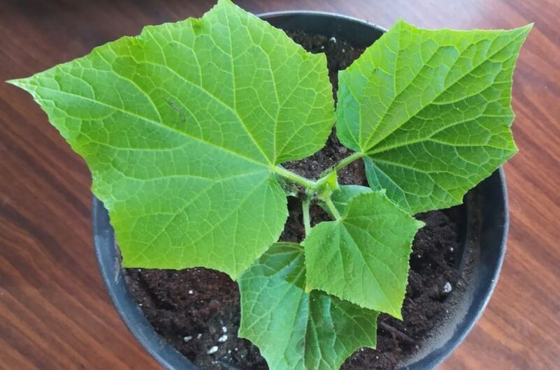 ������ ��� ������� ������� �������, ������� ����� ��������