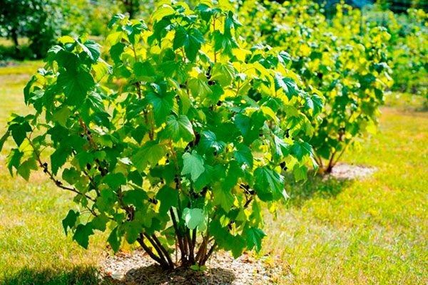 ��������� ���������: ������ ���� ���� ����� �������� � ����� ����