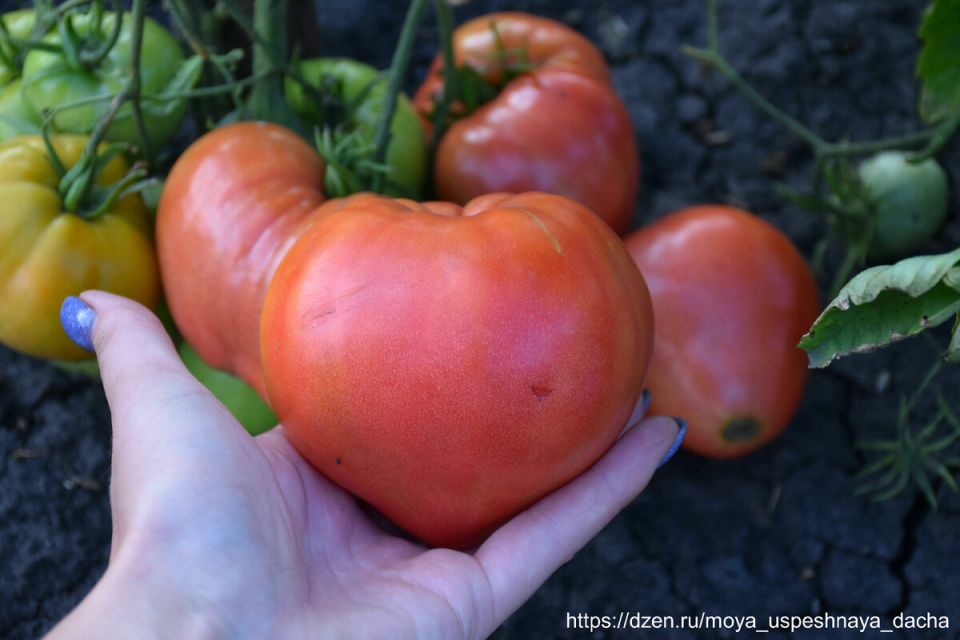 ������� �����������: ����� ������������� ������� � ������� ������