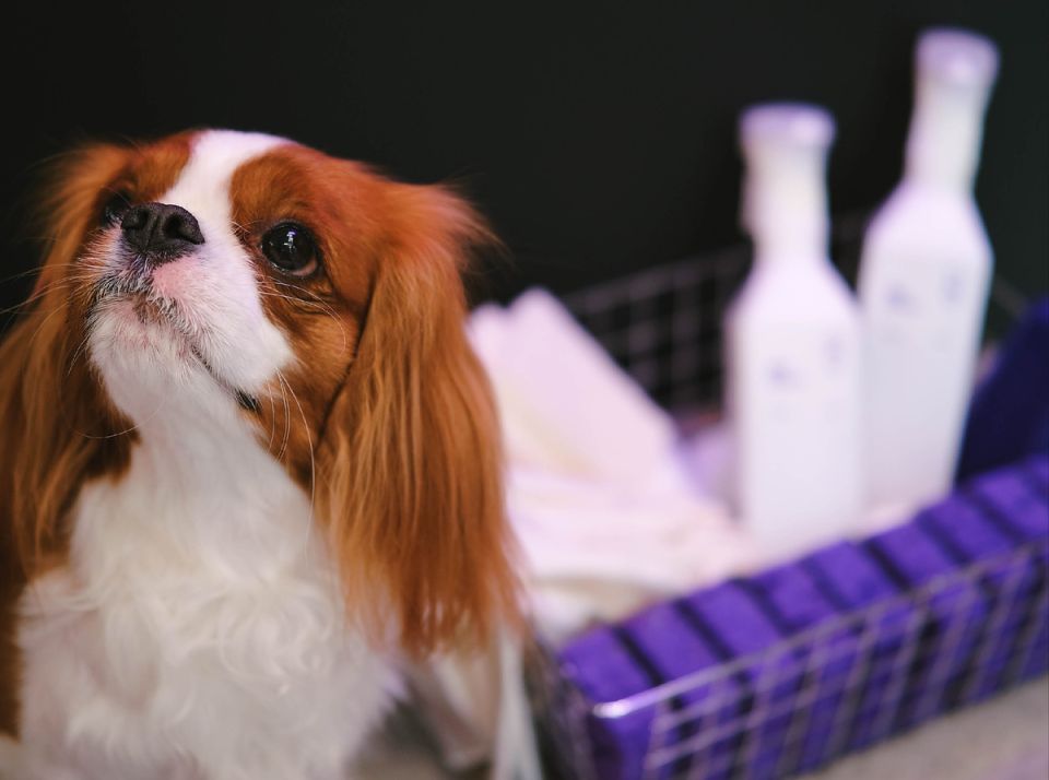 ������� � �������: ��� DipClean ������ ������ � ������