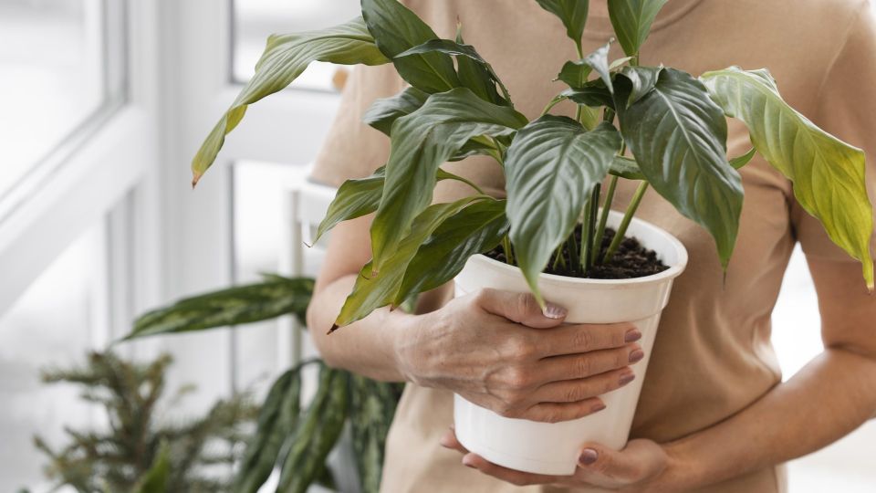 ��������� ����� �� ������� � ���� ������� ����: �� ���� ��������� �� ������