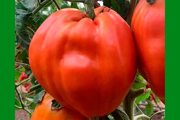 ��� ���������� ����� �������� ����� ������ ������: ������� ����������� ��� ������� � �������� ������