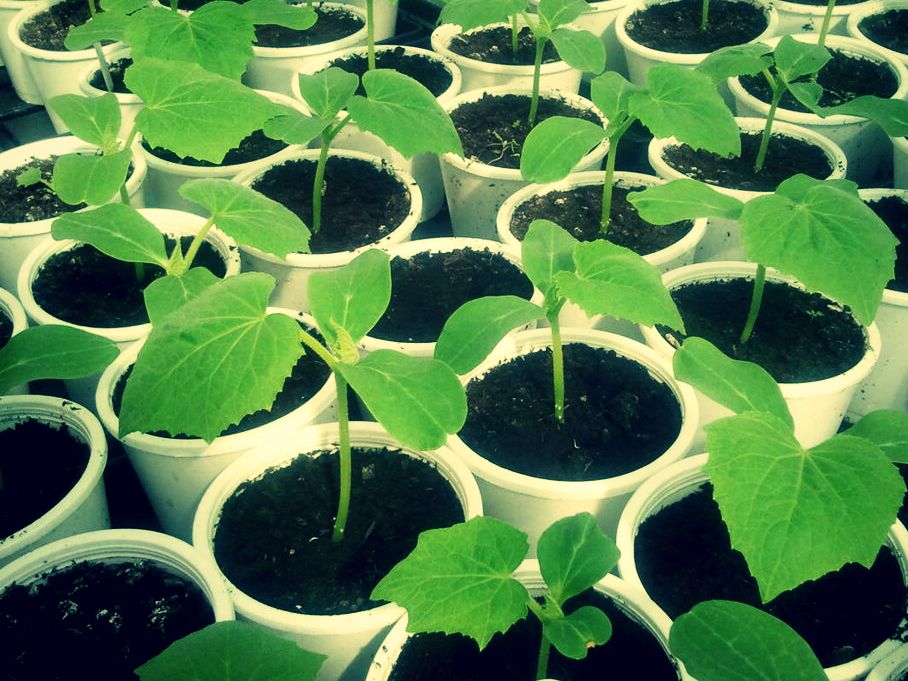 ��� ������� ��������� ����� ��� �������: ������� ��������� ������