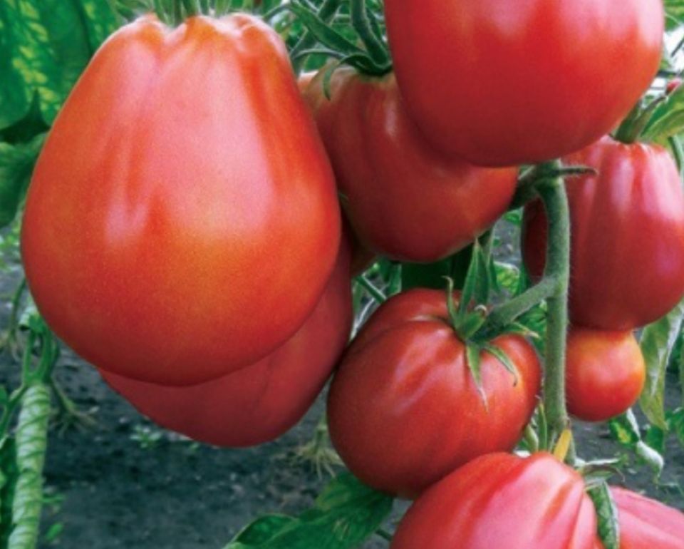 ������ 2025: �� ������������� �� �������� � ��� ������� ������ ����