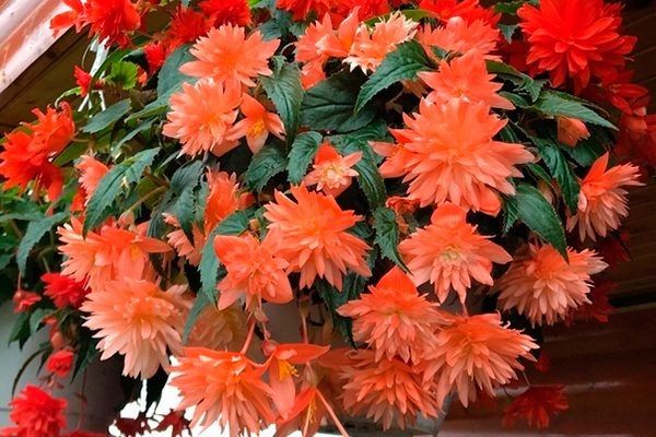 ������� ����������: ��� ��������� ��������� ���� � ����� ����