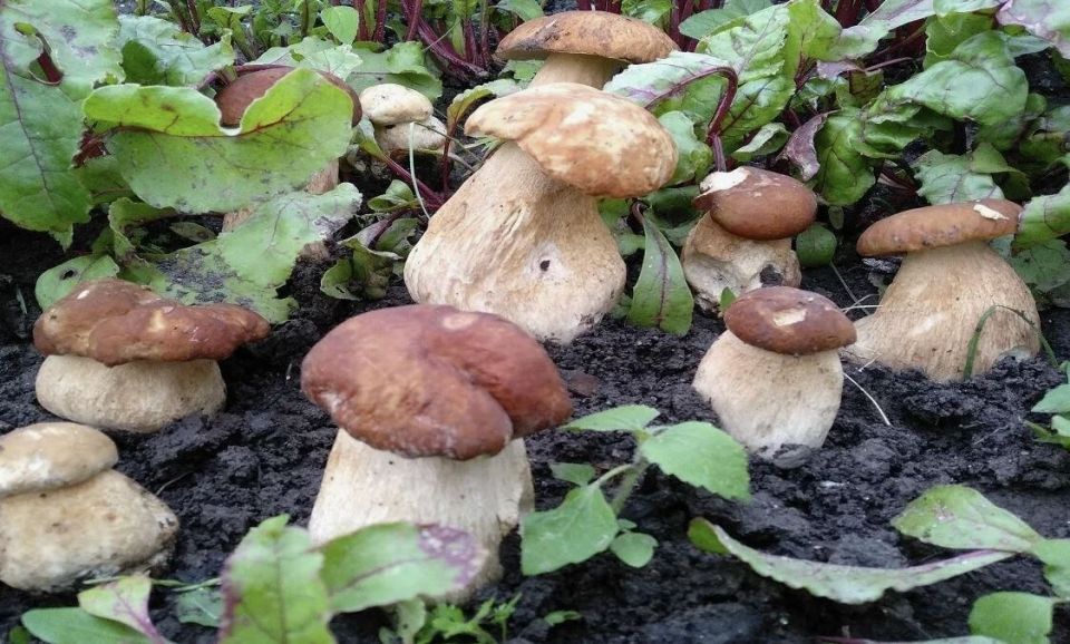 ����������� ����� ������: �������� � �� ������ ��������