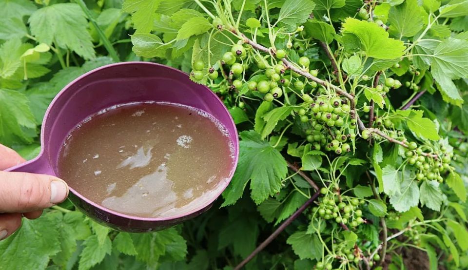 ��� ��������� ������������� ���������: ������� ��������� ������